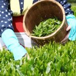 ピロリ菌の増殖はお茶で抑えられる！どんな種類のお茶がいいの？