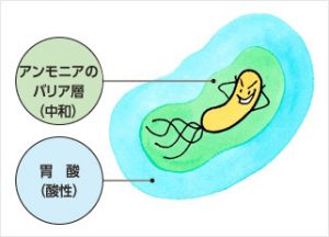 ピロリ菌　ウレアーゼ