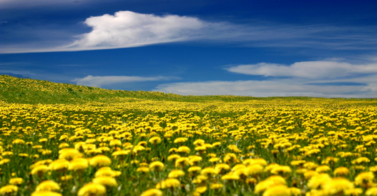 たんぽぽ茶　たんぽぽ畑