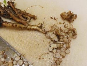 たんぽぽの根　カット