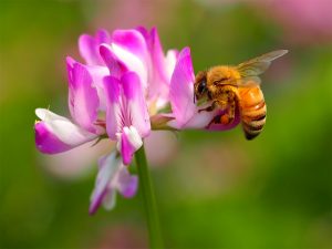 はちみつ 選び方