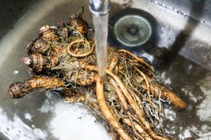 たんぽぽの根　洗う