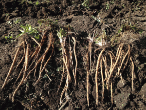 自家製たんぽぽ茶　たんぽぽの根　採取