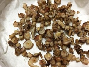 たんぽぽの根　乾燥