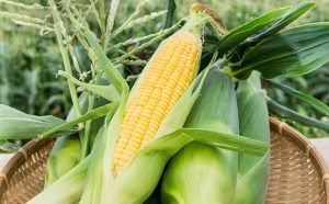 コーンスープ　新鮮　スイートコーン