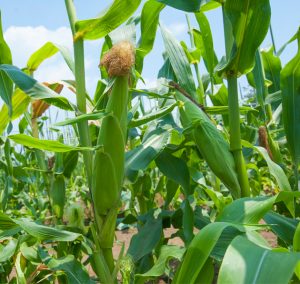 スイートコーン　完熟